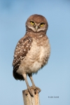 Athene-cunicularia;Birds-of-Prey;Burrowing-Owl;predator;predatorily;predators;pr